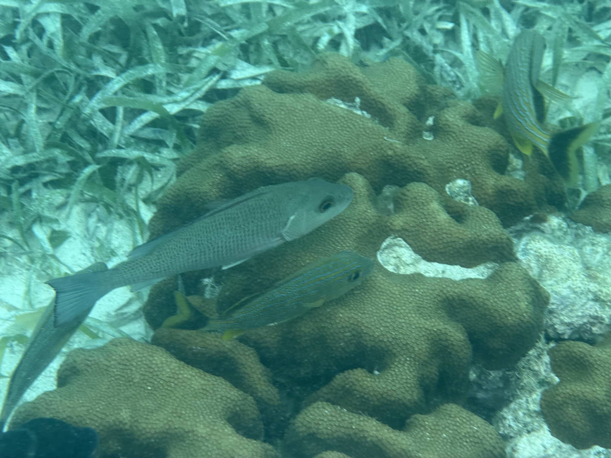 Gray snapper and blue-striped grunt fish swimming over boulder star coral at Mexico Rocks, Belize