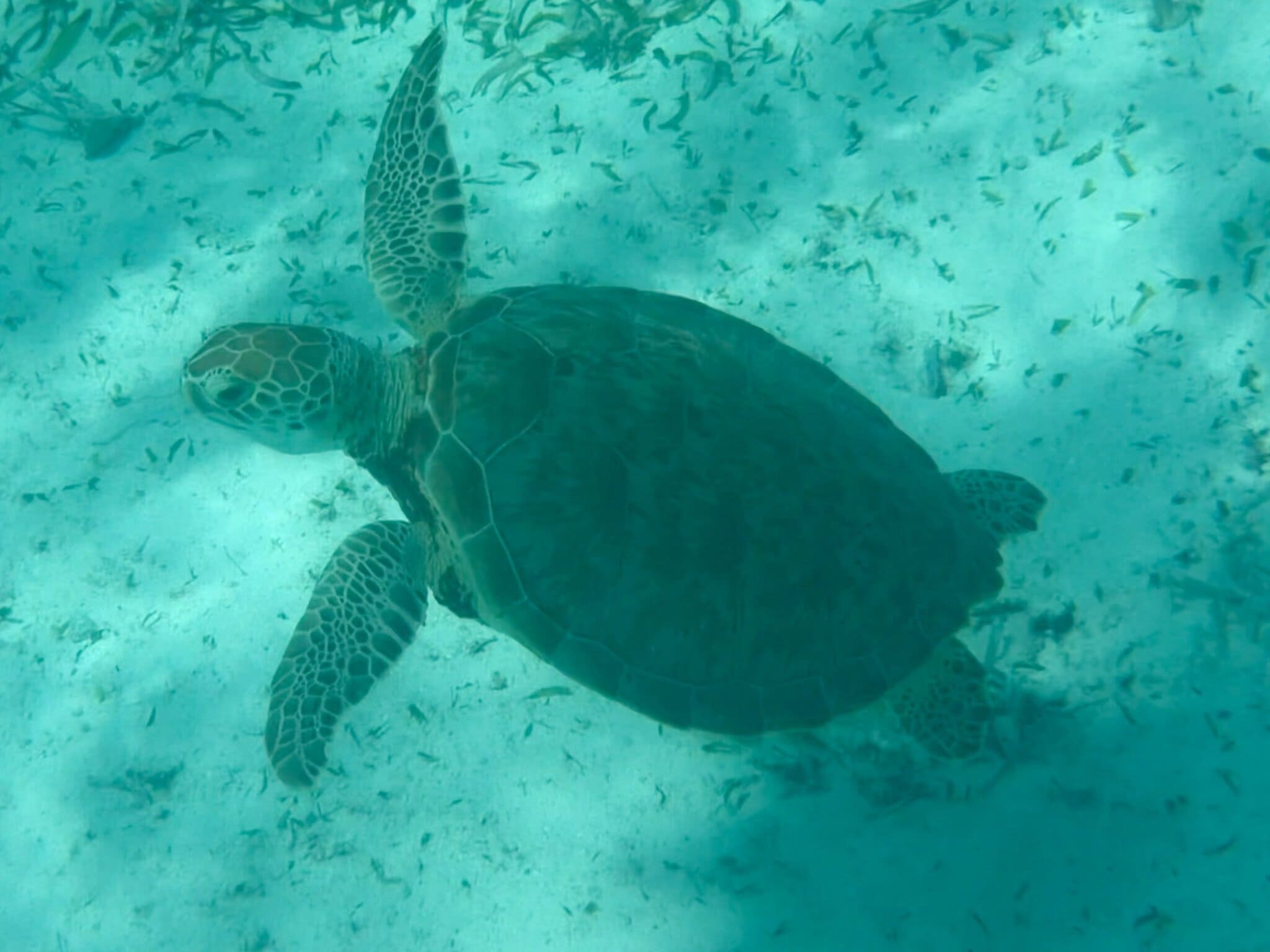 Close-up of a green sea turtle at Hol Chan Marine Reserve, Belize, showing its face and patterned shell