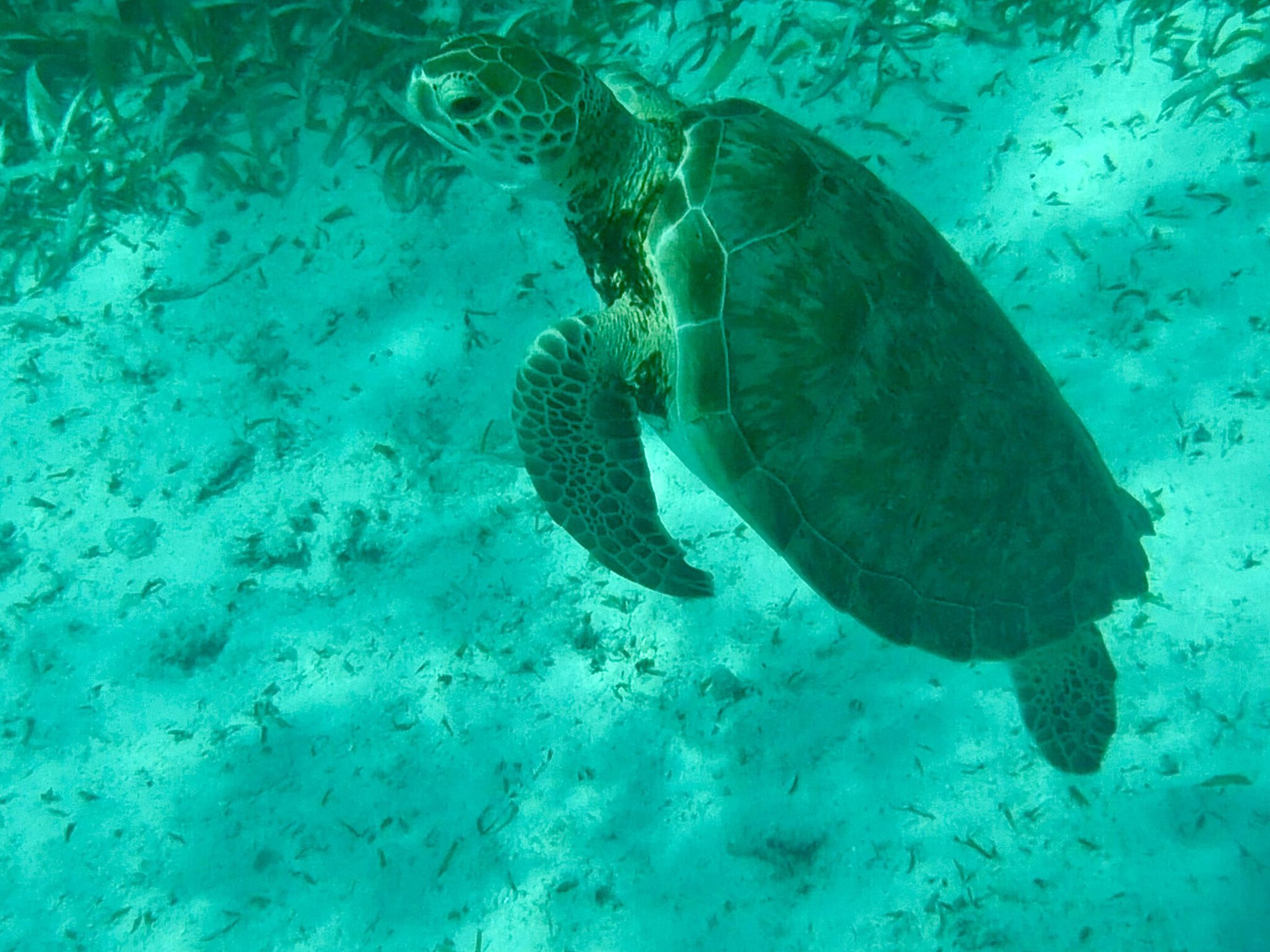 Green sea turtle swimming above a seagrass meadow at Mexico Rocks marine reserve, Ambergris Caye, Belize