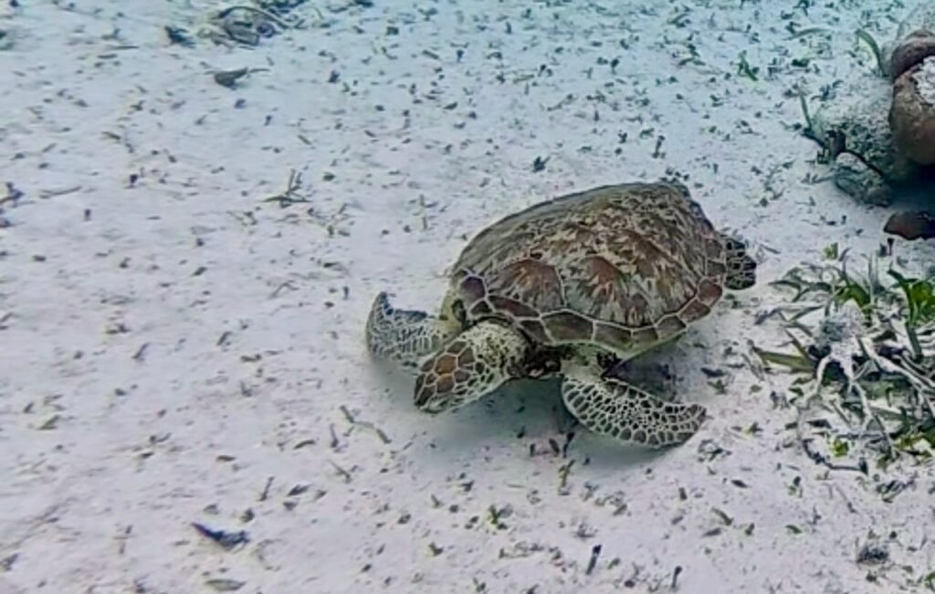 A green sea turtle resting and grazing on the sandy floor of the Belize Barrier Reef, with scattered seagrass visible around it.