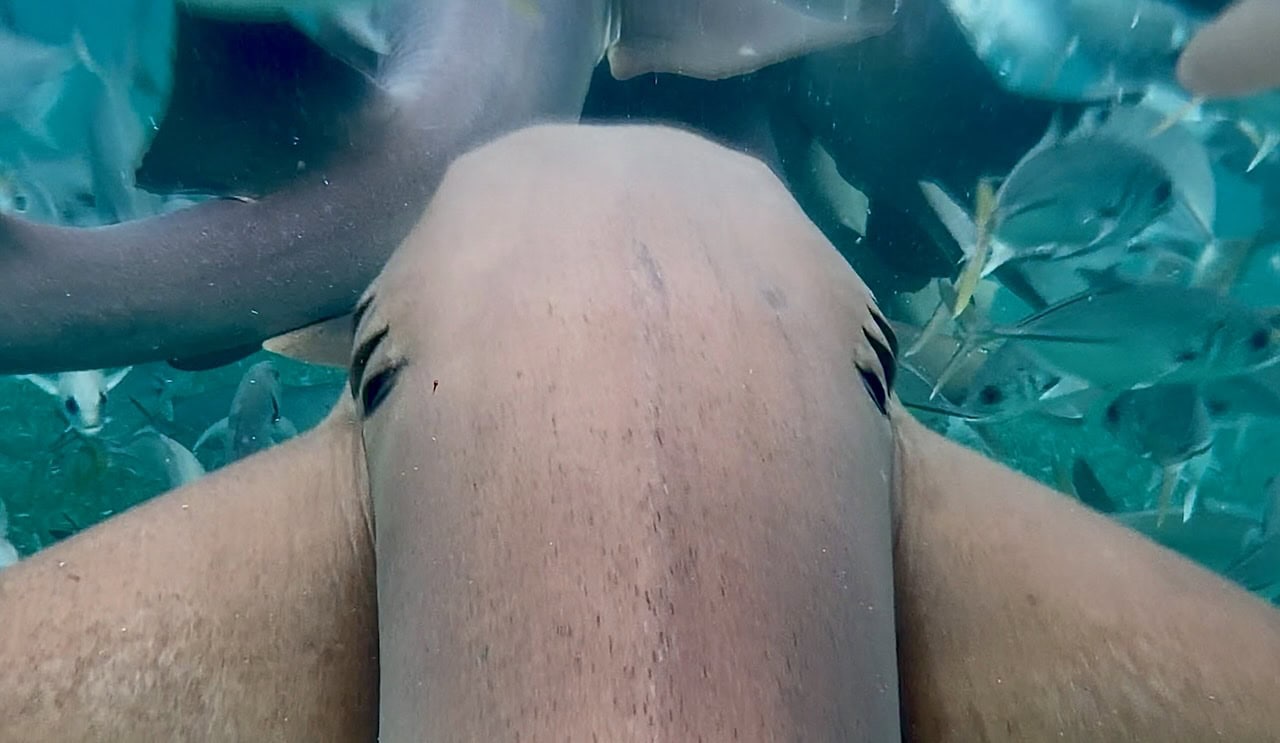 Extreme close-up of a nurse shark pressing against a snorkeler's legs at Shark Ray Alley, Belize, surrounded by jacks and small fish