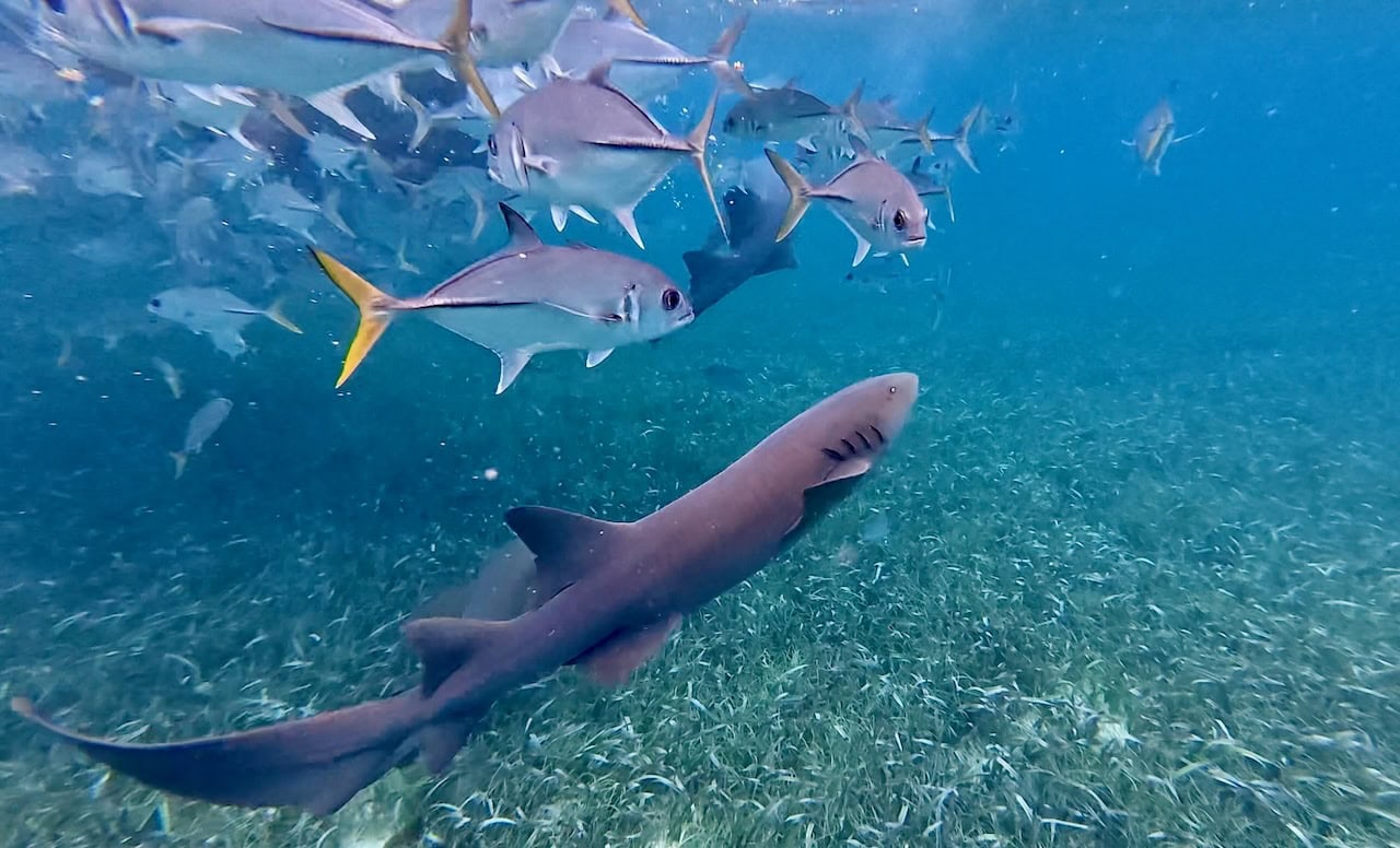 A nurse shark rising up from the seagrass floor surrounded by a dense school of bar jacks at Shark Ray Alley, Belize, with sunlight filtering through from the surface