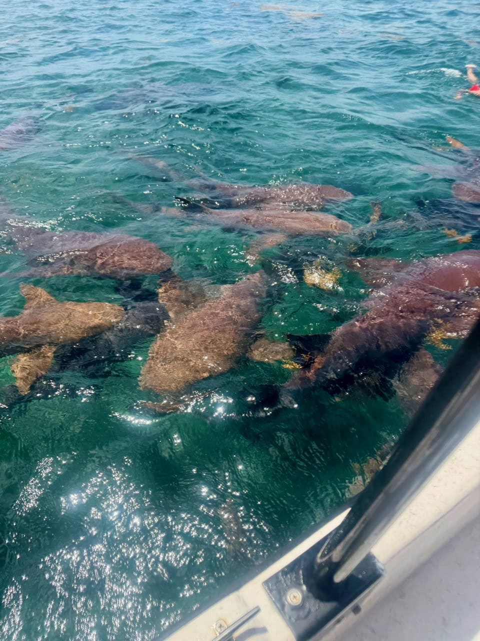 Dozens of nurse sharks crowding the surface beside the snorkeling boat at Shark Ray Alley, Belize, viewed from above.