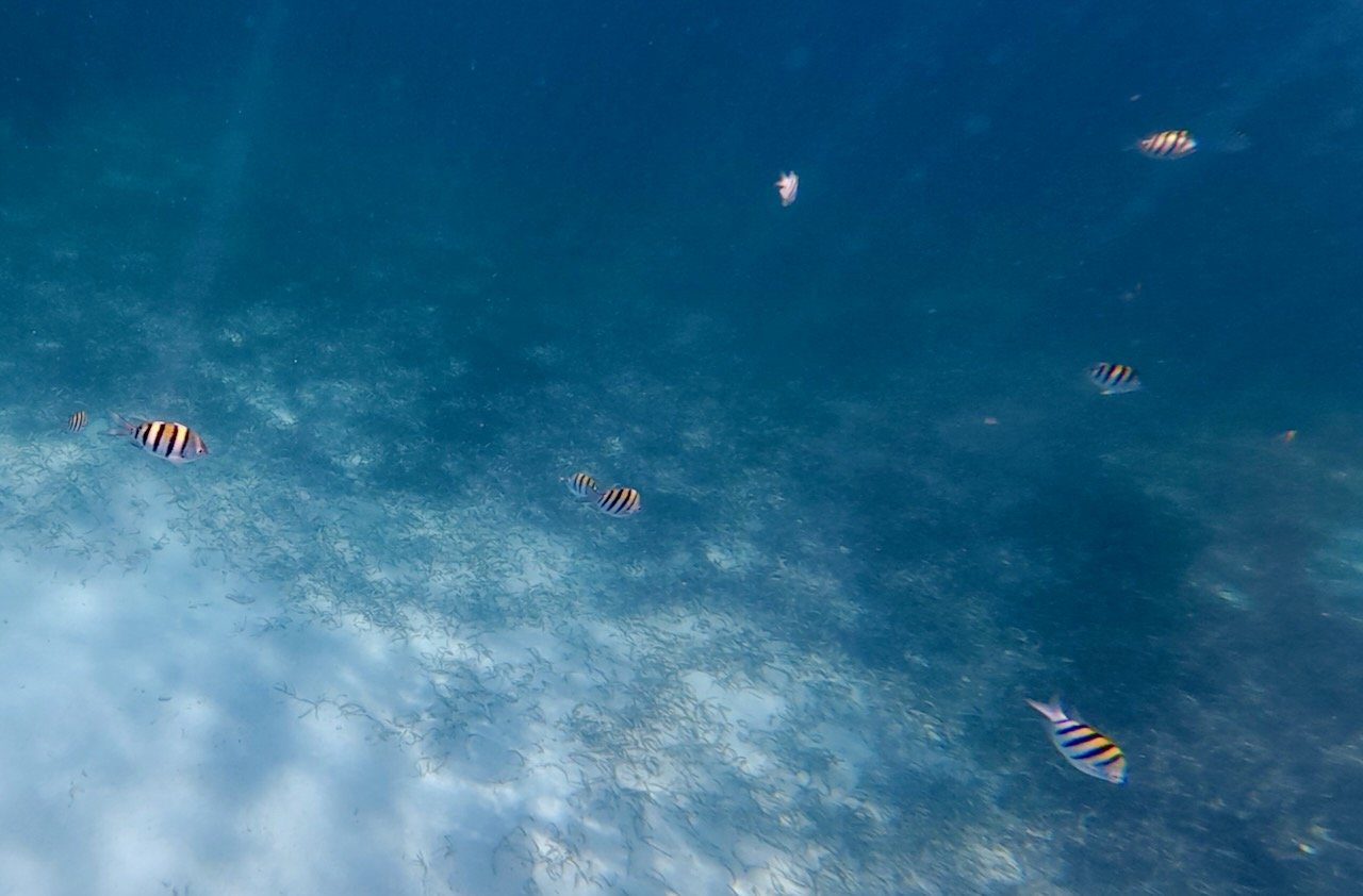 Sergeant major fish scattered in clear blue water above the seagrass bed at Hol Chan Marine Reserve, Belize