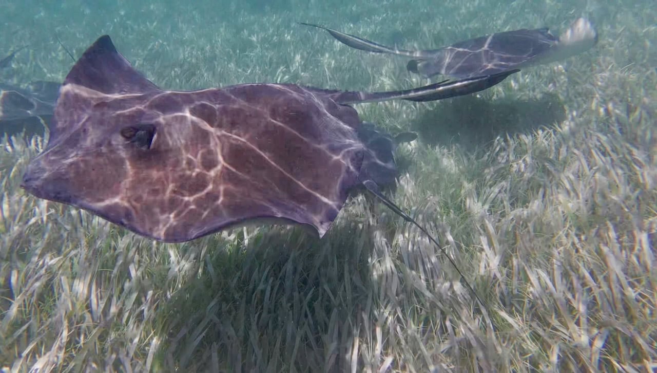 A large southern stingray gliding over a seagrass bed at Stingray Alley, San Pedro, Belize, with a second ray visible in the background