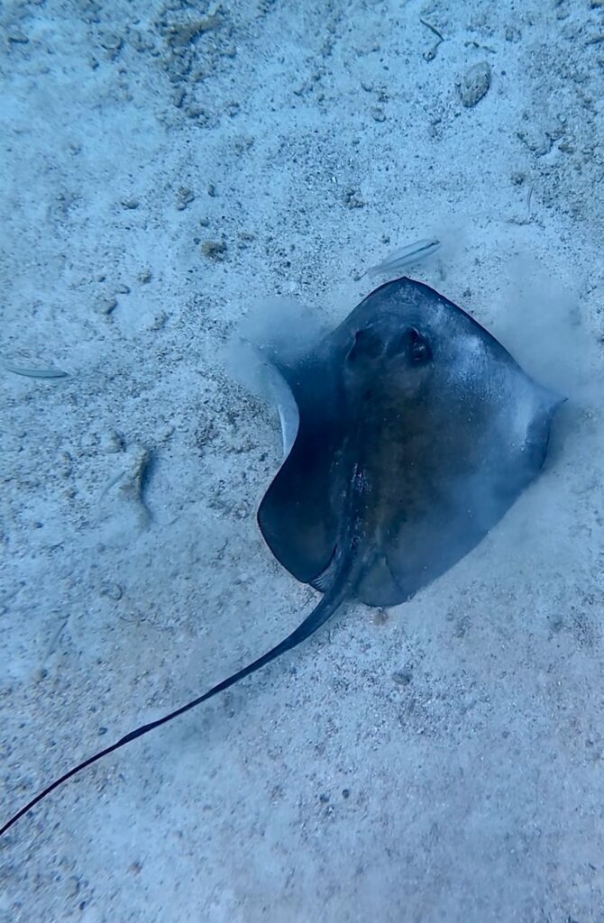 A stingray fanning in the sandy floor at Stingray Alley, San Pedro, Belize, looking directly up at the camera with its long tail trailing behind