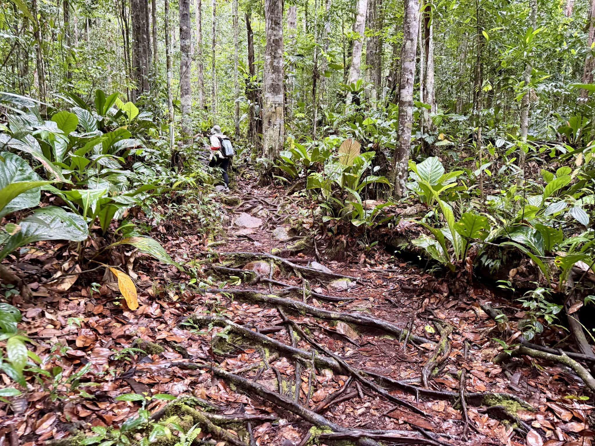 Hiker with backpack on rooted jungle trail through dense rainforest en route to Angel Falls, Venezuela
