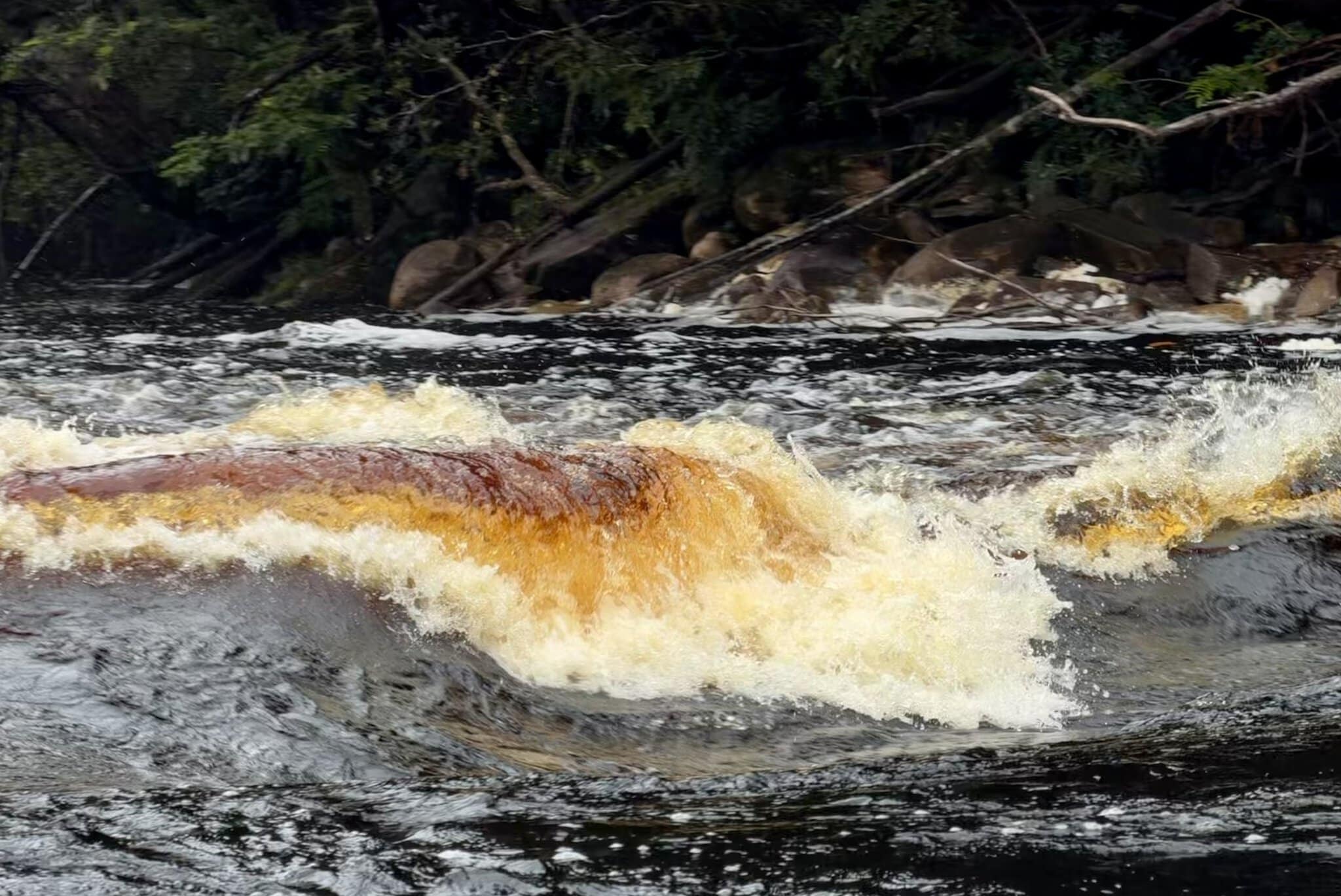 Churning golden-brown tannic river rapids over rocks in Canaima National Park Venezuela