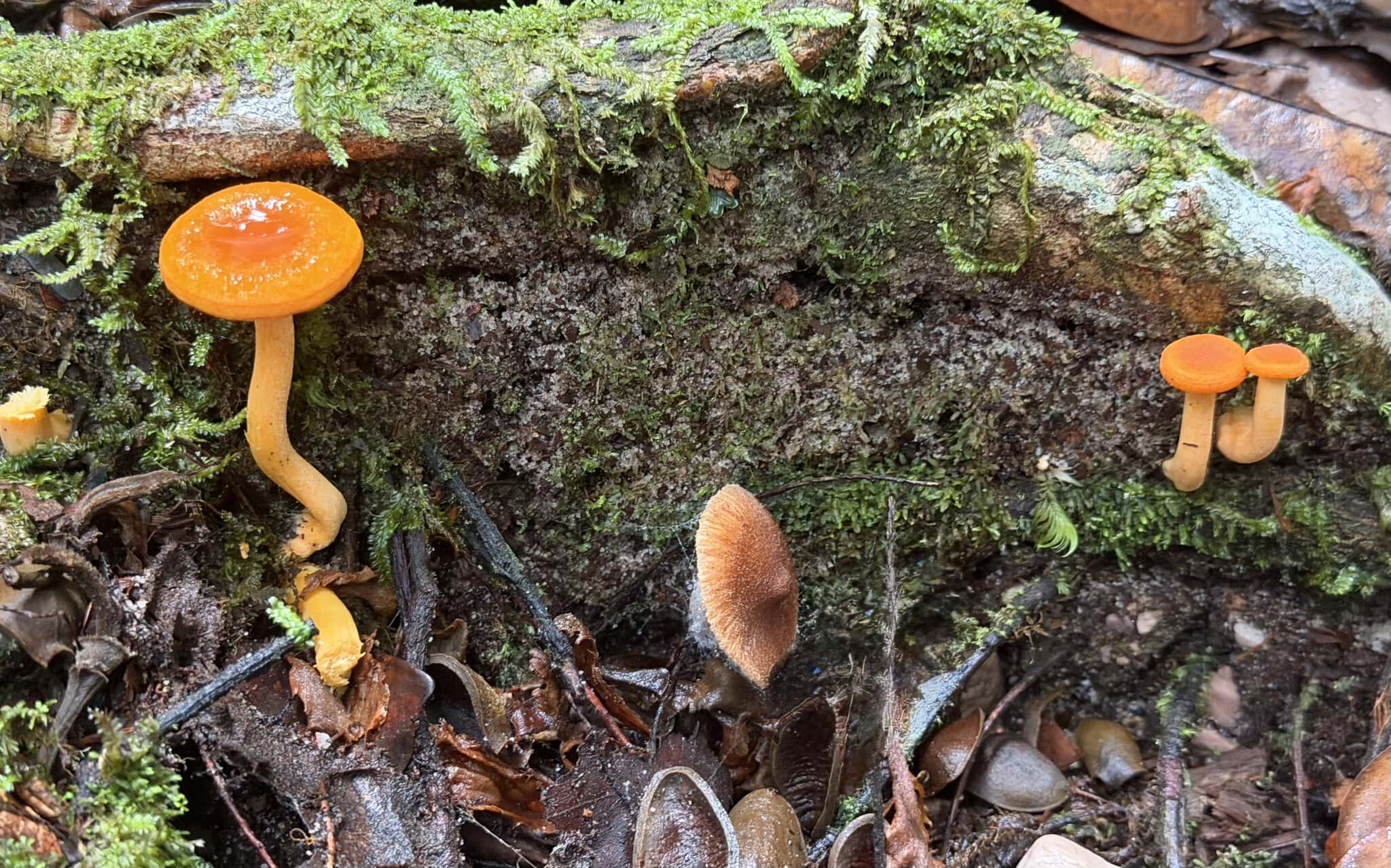 Bright orange tropical mushrooms growing on mossy log on jungle floor near Angel Falls Venezuela