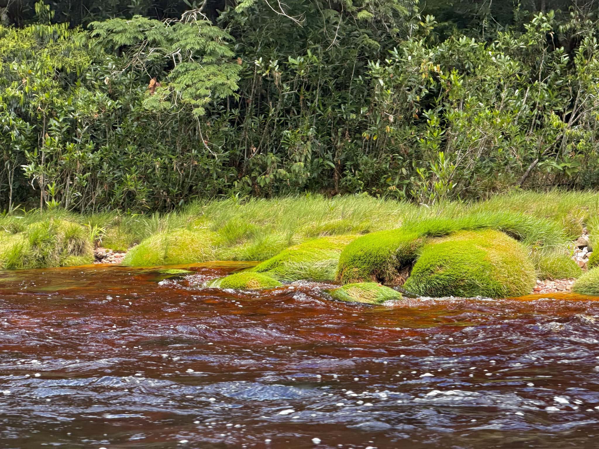 Dark red tannic river water flowing past vivid green moss-covered rocks with jungle vegetation on the bank