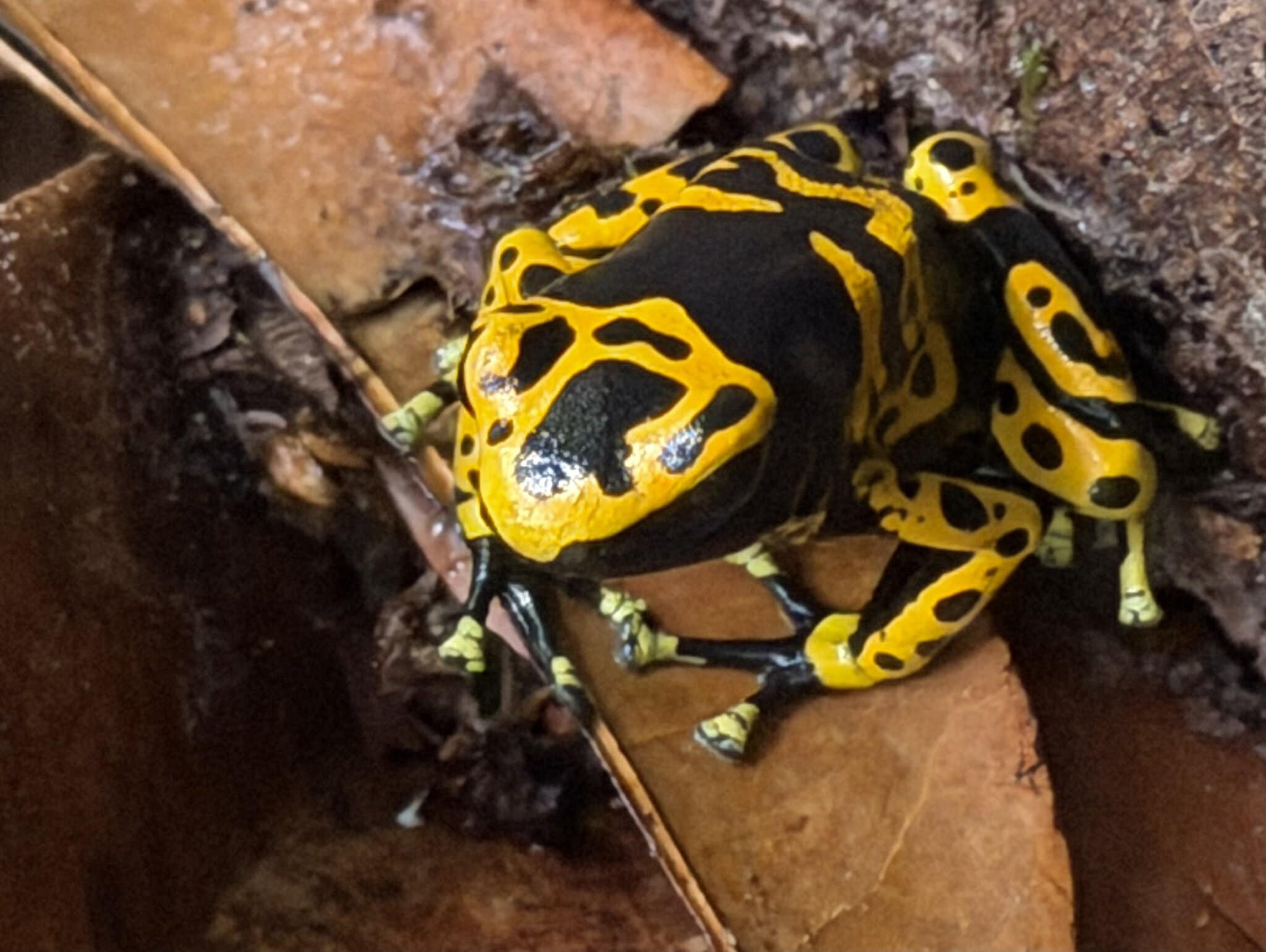 Bright yellow and black banded poison dart frog on leaf litter in Canaima jungle Venezuela