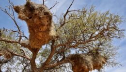 Namibia's sociable weaver nest