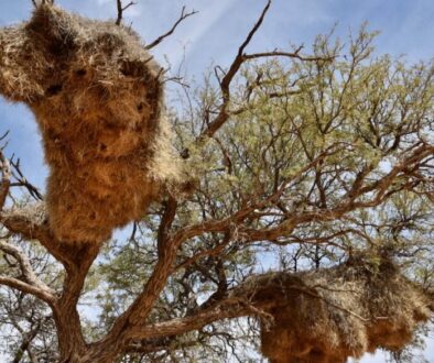Namibia's sociable weaver nest