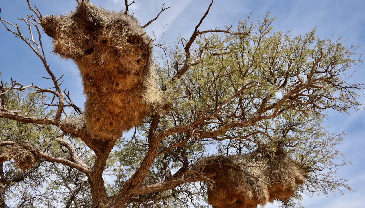 Namibia's sociable weaver nest