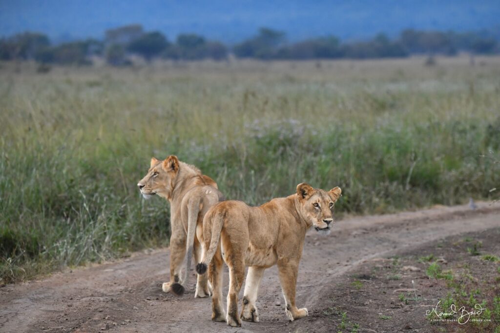 A lion and lioness stand together on a dirt track in Mikumi National Park during shoulder season