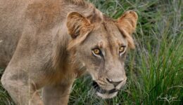 Close-up of a lion's face in tall grass at Mikumi National Park, Tanzania