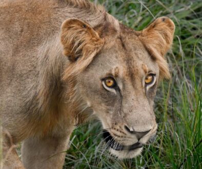 Close-up of a lion's face in tall grass at Mikumi National Park, Tanzania