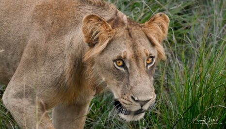 Close-up of a lion's face in tall grass at Mikumi National Park, Tanzania