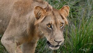 Close-up of a lion's face in tall grass at Mikumi National Park, Tanzania