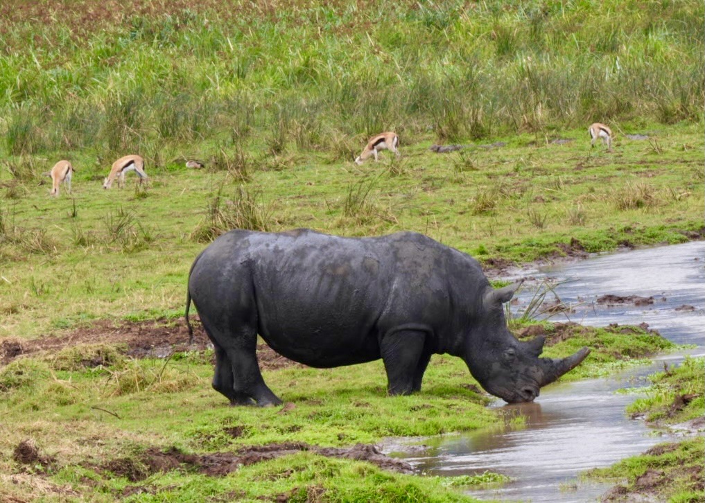 A rhino drinks from a water channel while gazelles graze nearby in Ngorongoro. Photo by Sara Suresh.