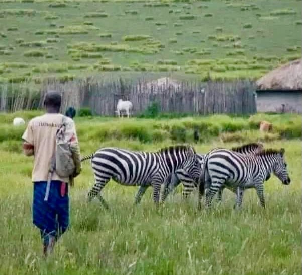 A man walks near a small group of zebras beside a Maasai boma in Ngorongoro