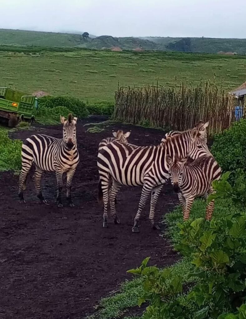 A small zebra family gathers near a Ngorongoro settlement at dusk, close to homes and vehicles