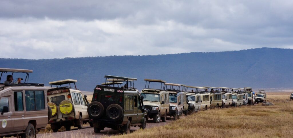 Over a dozen Safari vehicles scramble to see an animal in the Ngorongoro Crater. Photo by Sara Suresh.