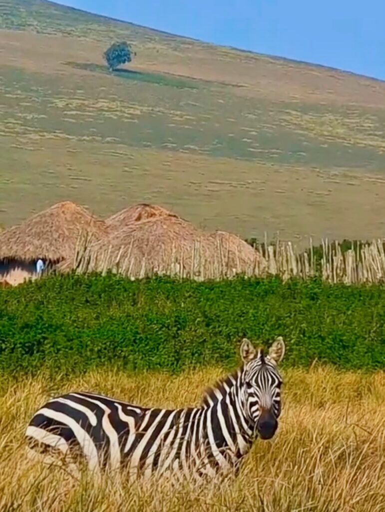 A zebra stands in golden grassland near a thatched Maasai boma in Ngorongoro